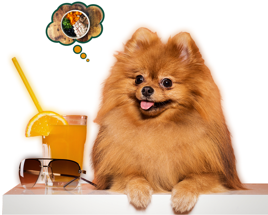 Designed for Your Dog, Inspired by Love