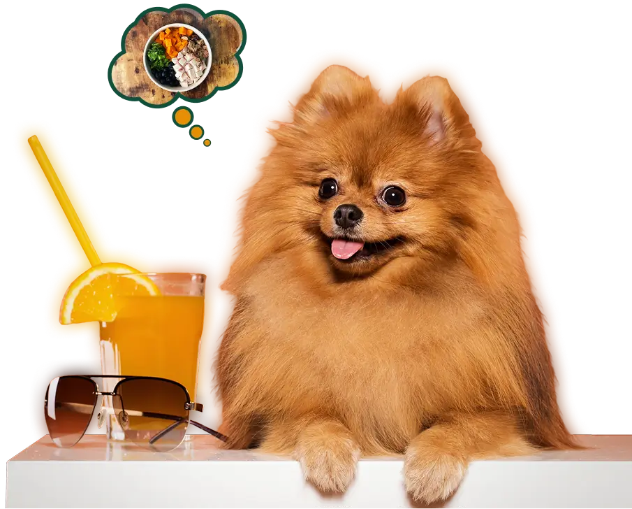 Designed for Your Dog, Inspired by Love